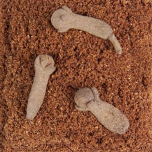 Load image into Gallery viewer, Organic Cloves Ground
